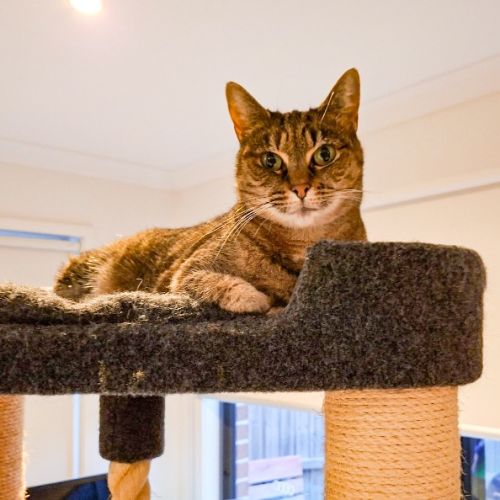 Dot - Domestic Short Hair (DSH) Cat
