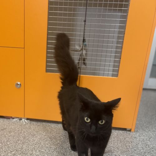 Dustin - Domestic Short Hair Cat