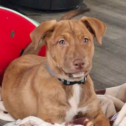 Monte Carlo - Staffordshire Bull Terrier x Jack Russell Terrier Dog