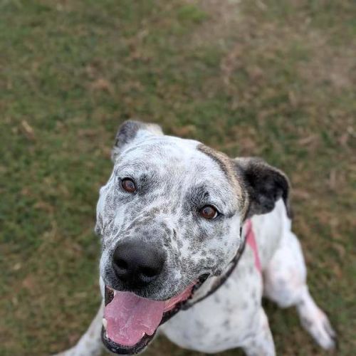 Remus - Bull Arab Dog