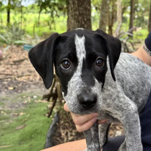 Strudel - German Shorthaired Pointer x Kelpie Dog