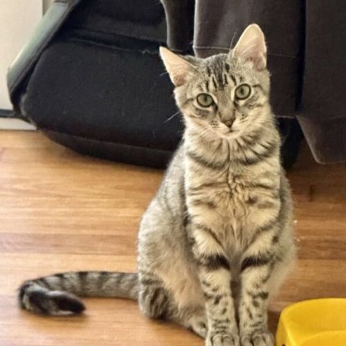 Ollie - Domestic Short Hair (DSH) Cat
