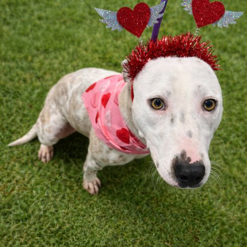 Miley - Bull Terrier Dog