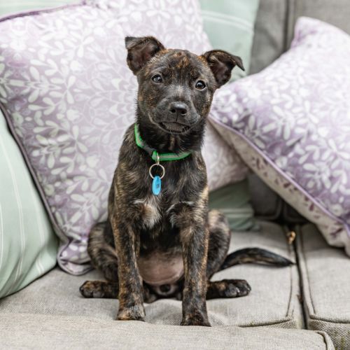 Alara - Mixed breed Dog