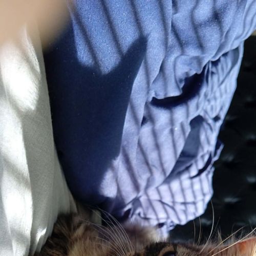 Hope - Domestic Long Hair (DLH) Cat