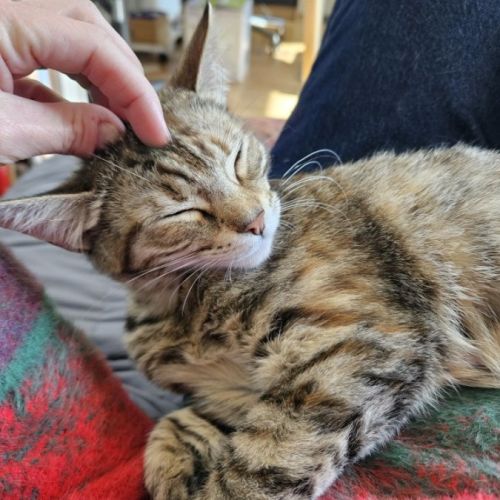 Shirley - Domestic Short Hair (DSH) Cat
