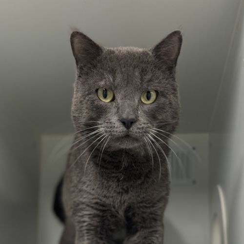 Boris  - Domestic Short Hair Cat