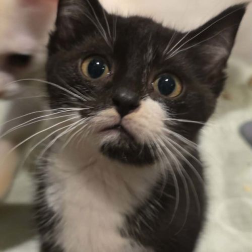 Orion - Domestic Short Hair (DSH) Cat