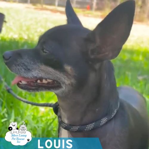 Louis - Chihuahua Dog