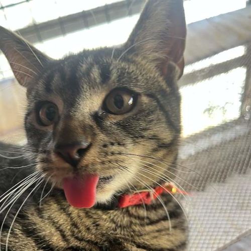 Rex - Domestic Short Hair (DSH) Cat