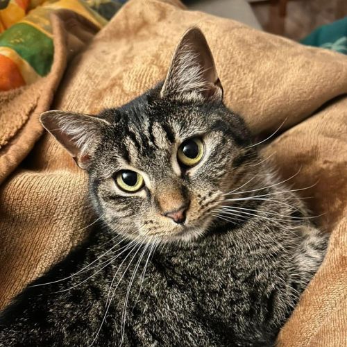 Peggy Sue *9 Lives Project Rescue* - Domestic Short Hair (DSH) Cat