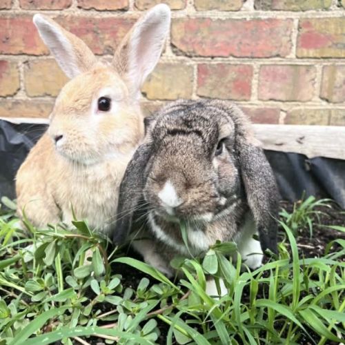 🐰Artemis & Willow🐰 - Located in Brunswick  - Lop Eared x Domestic Rabbit