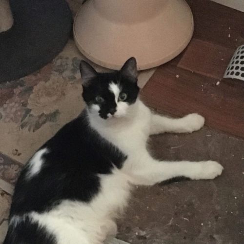 Oreo💗 - Domestic Short Hair Cat