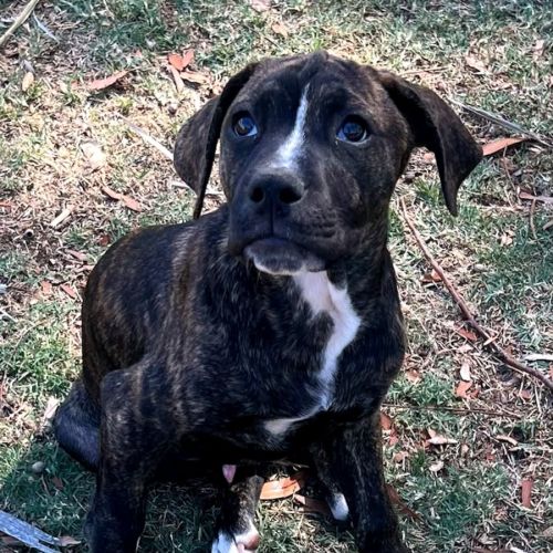Banjo - Staffordshire Bull Terrier Dog