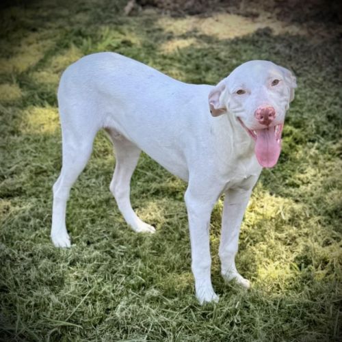 Kash - Australian Kelpie Dog