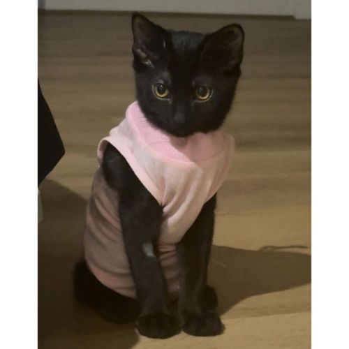 13482 - Bubby - Domestic Short Hair (DSH) Cat