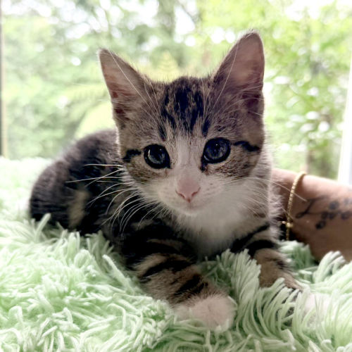 🩷Juliet 🩷 - Domestic Short Hair (DSH) Cat