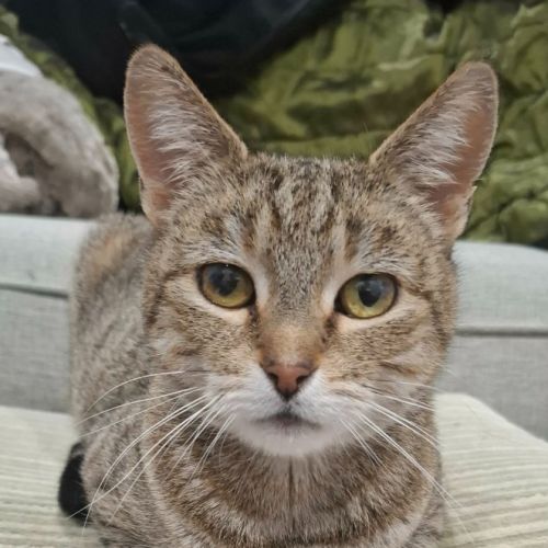 Maia - Domestic Short Hair (DSH) Cat