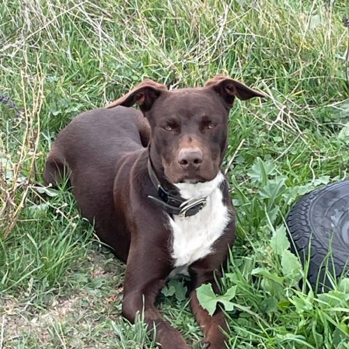 Patch - Australian Kelpie x Staffordshire Bull Terrier Dog