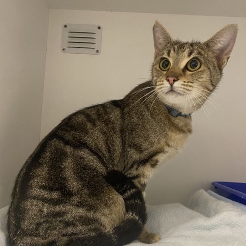 Mitzi  - Domestic Short Hair Cat