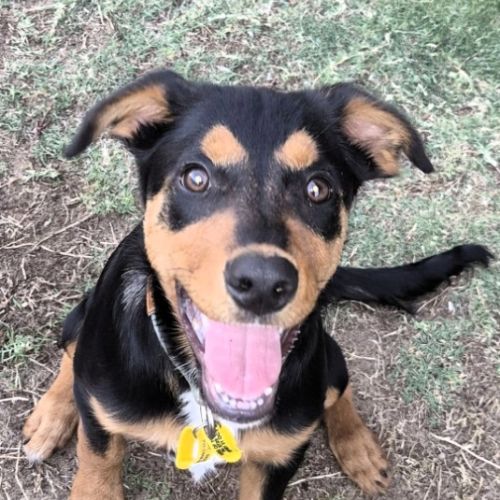 Ralph - Border Collie x Rottweiler Dog