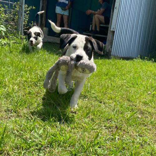 Mayla - Border Collie Dog