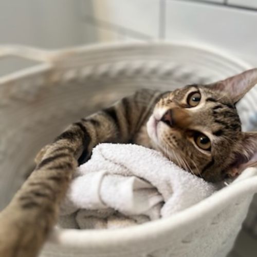Sonic the Hedgehog - Domestic Short Hair (DSH) Cat