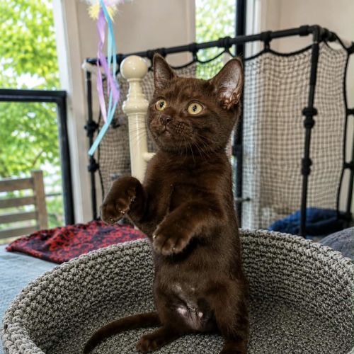 Hazel - Domestic Short Hair (DSH) Cat