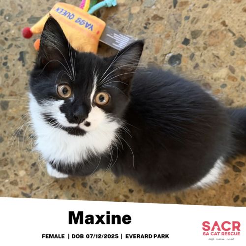 Maxine - Domestic Short Hair (DSH) Cat