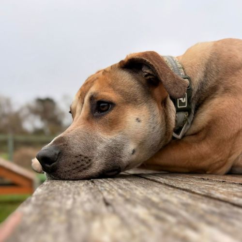 Romeo - German Shepherd x Bullmastiff Dog