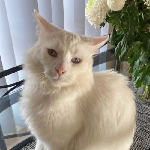 Snow - Domestic Medium Hair (DMH) Cat