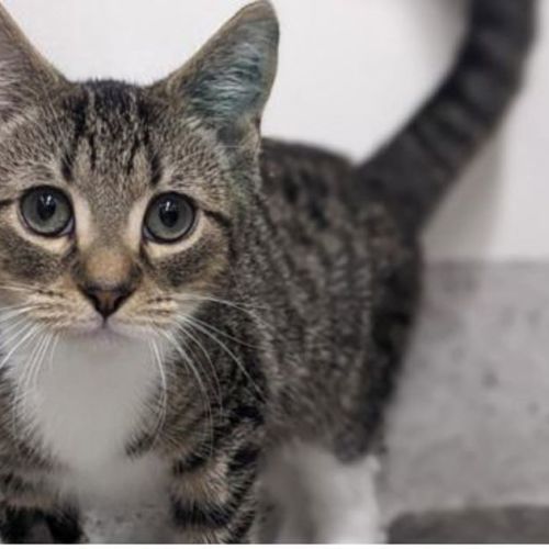 Kuta - Domestic Medium Hair Cat