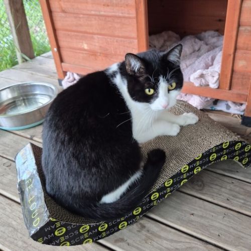Molly - Domestic Short Hair (DSH) Cat