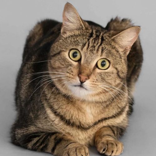 Captain  - Domestic Short Hair (DSH) Cat