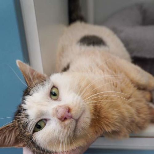 Chester - Domestic Short Hair (DSH) Cat