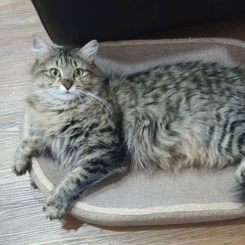 Willa - Domestic Short Hair (DSH) Cat