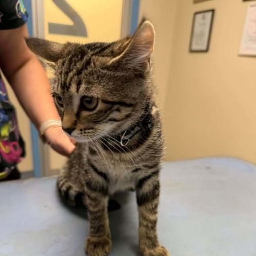 Bourbon - Domestic Short Hair (DSH) Cat