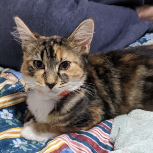 Amber - Domestic Short Hair (DSH) Cat
