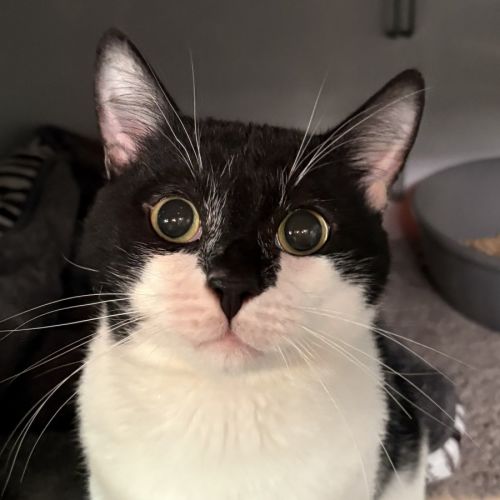 Kernel - Domestic Short Hair (DSH) Cat