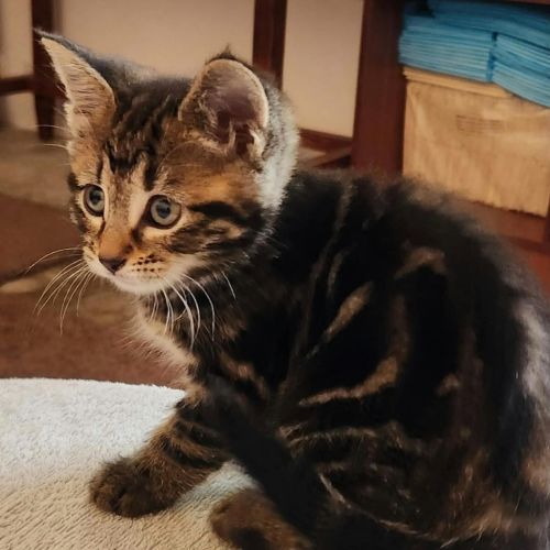 Nala - Domestic Short Hair (DSH) Cat