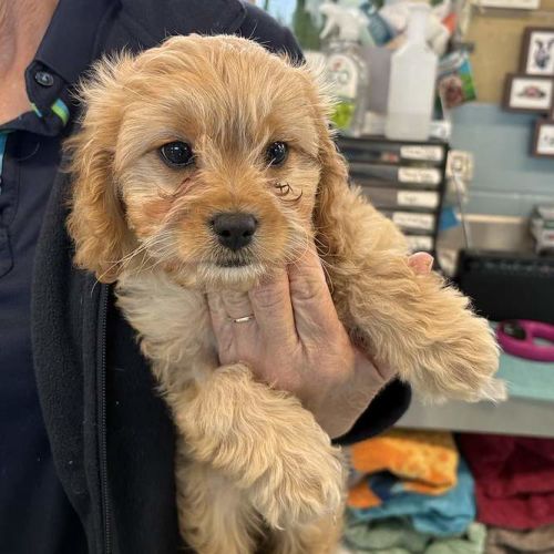 Fee - Cavalier King Charles Spaniel Dog