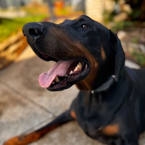 Mr. Boxer von Dobermann - Doberman Dog