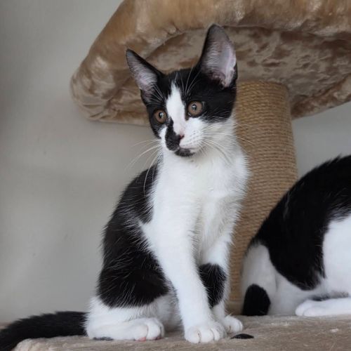 Penelope - Domestic Short Hair (DSH) Cat