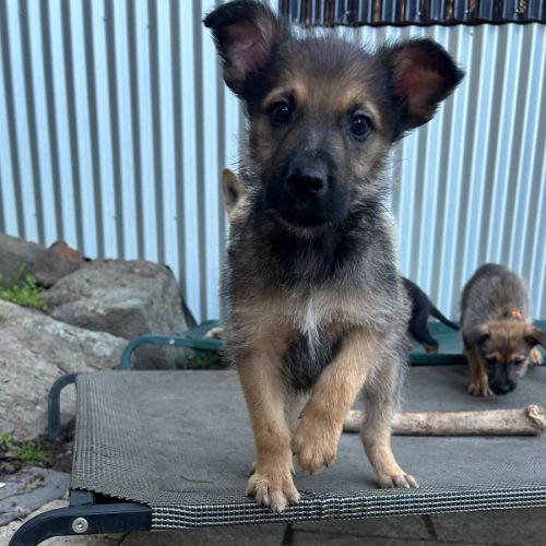 Dunnarticuno - Australian Cattle Dog