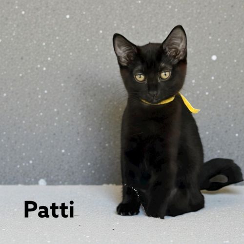 Patti - Domestic Short Hair (DSH) Cat
