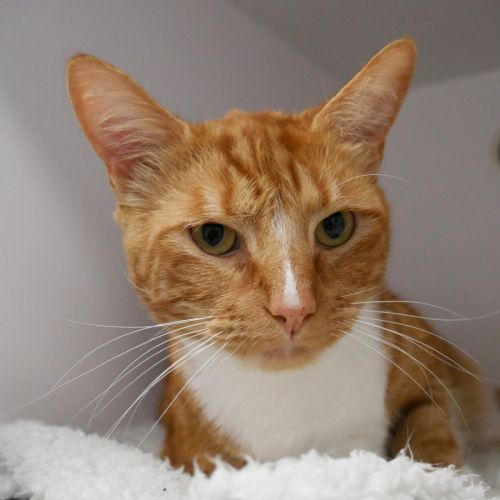 Rumble STA014759 - Domestic Short Hair (DSH) Cat