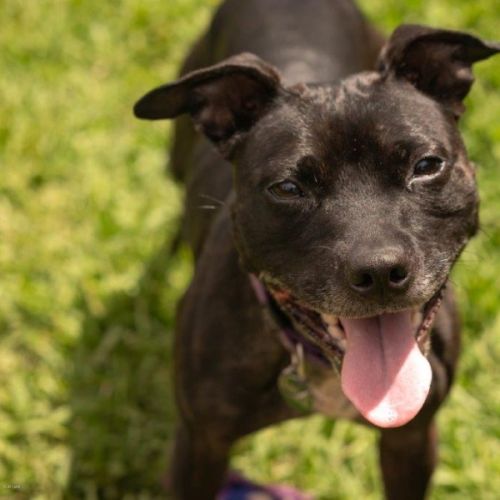 Beatrice Lozano - Staffordshire Bull Terrier x Australian Kelpie Dog