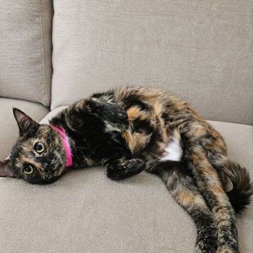 Sabrina - Domestic Short Hair (DSH) Cat