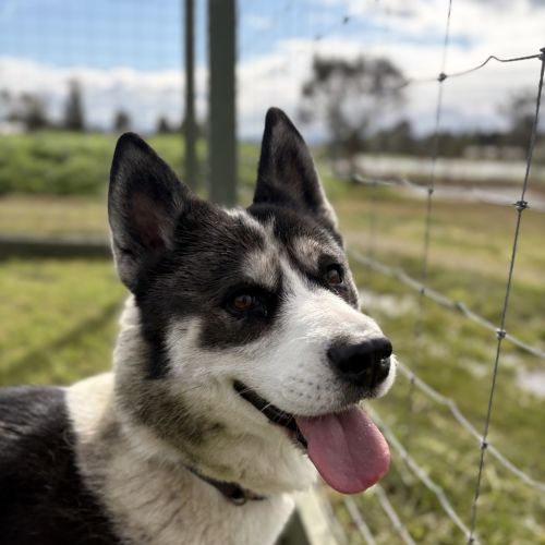 London - Alaskan Malamute x Siberian Husky Dog