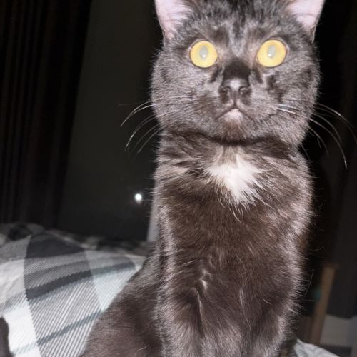Morticia - Dmh Cat